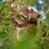 Koala - Phascolarctos cinereus o3308